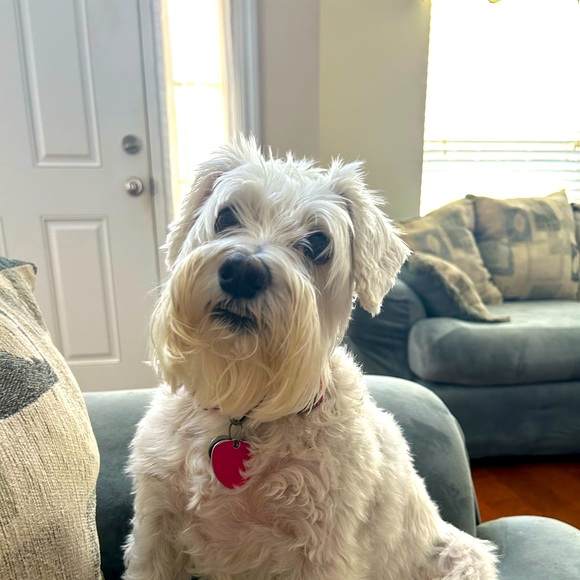 Meet your Posher, Kassidy - Picture 1 of 1